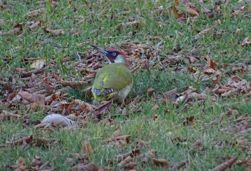 Picus viridis